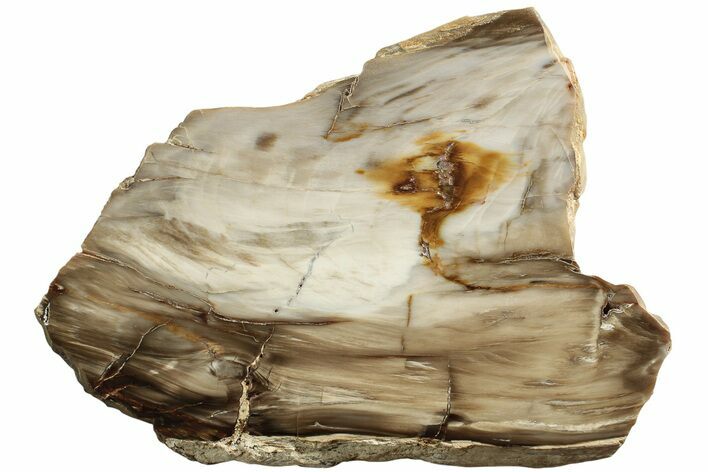 Polished Oligocene Petrified Wood (Pinus) - Australia #221120